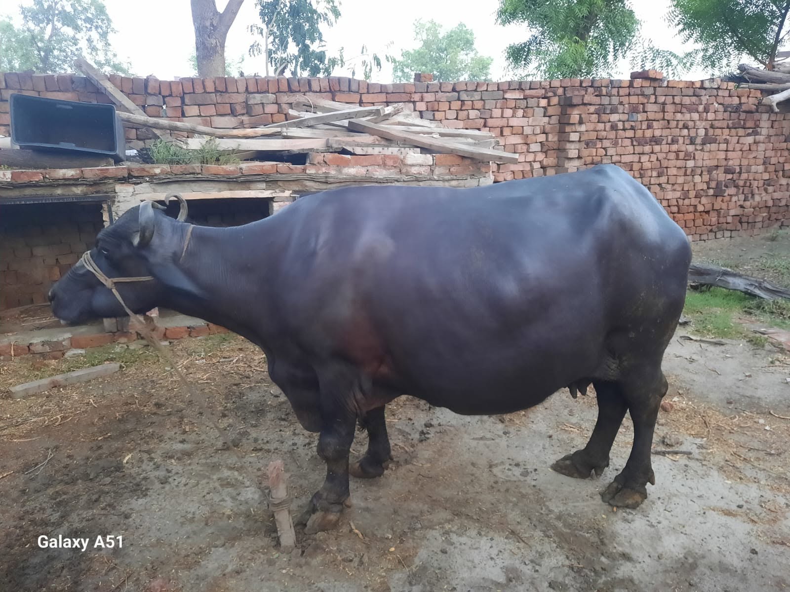 buffalo for sale in faisalabad